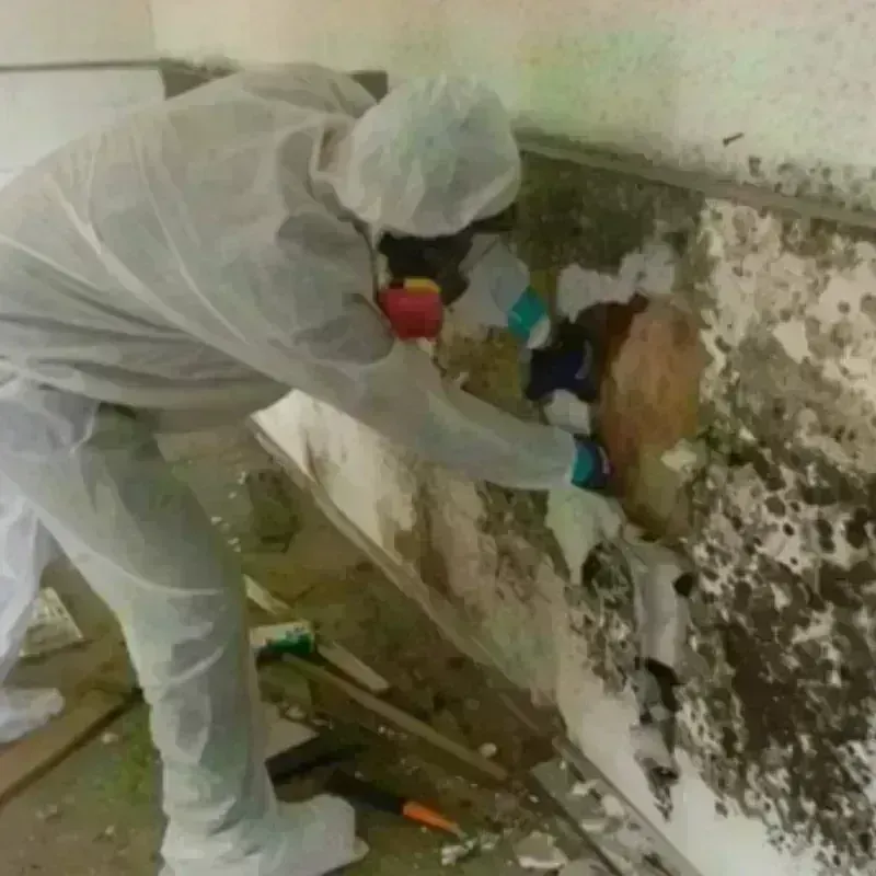 Best Mold Remediation and Removal Service in City of Martinsville, VA